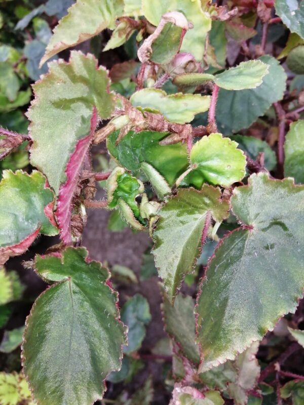 Begonia bufoderma
