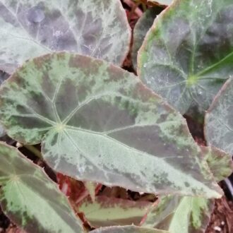 Begonia burkilii