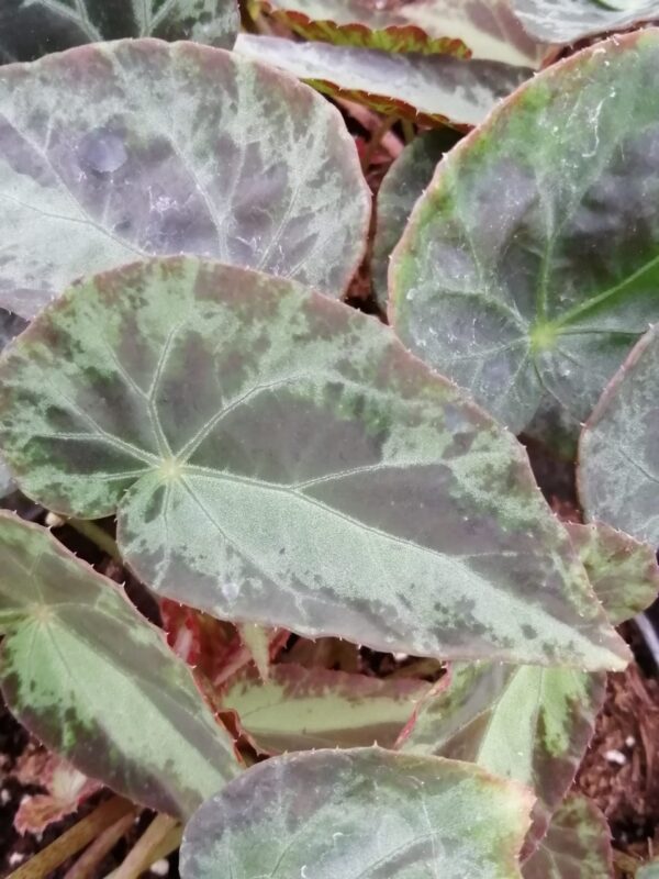 Begonia burkilii