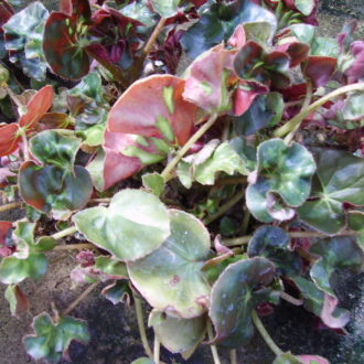 Begonia 'Cathedral Windows'