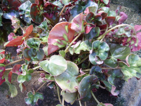 Begonia 'Cathedral Windows'