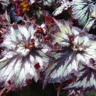 Begonia 'China Curly'
