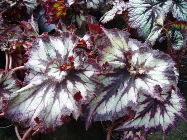 Begonia 'China Curly'