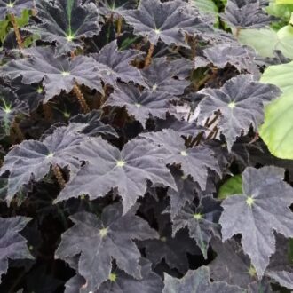 Begonia Chumash