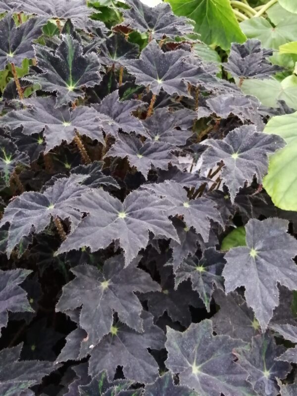 Begonia Chumash