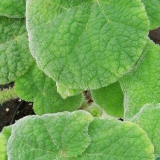 Begonia carrieae