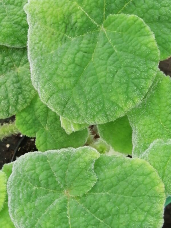 Begonia carrieae