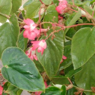 Begonia Cockatoo