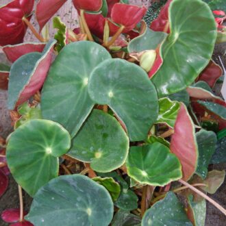 Begonia sanguinea