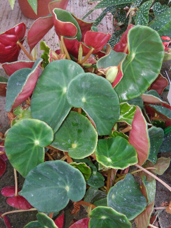 Begonia sanguinea
