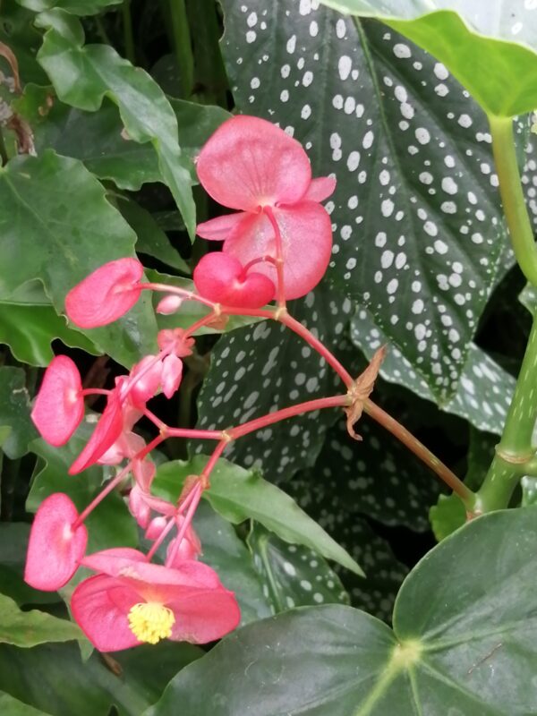 Begonia 'Comte de Lesseps'