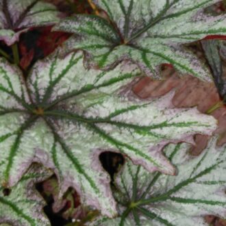 Begonia 'Conniee Boswell'