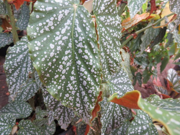 Begonia 'Country Patchwork'