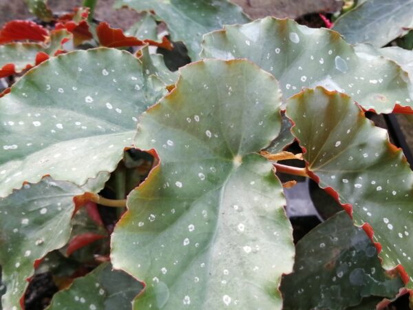 Begonia Crackin Rosie