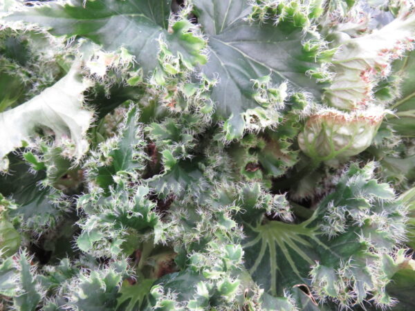 Begonia 'Crispa Verde' sin. 'Oliver Twist'