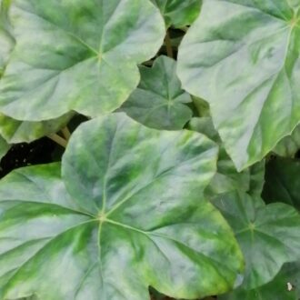 Begonia cryptophylla