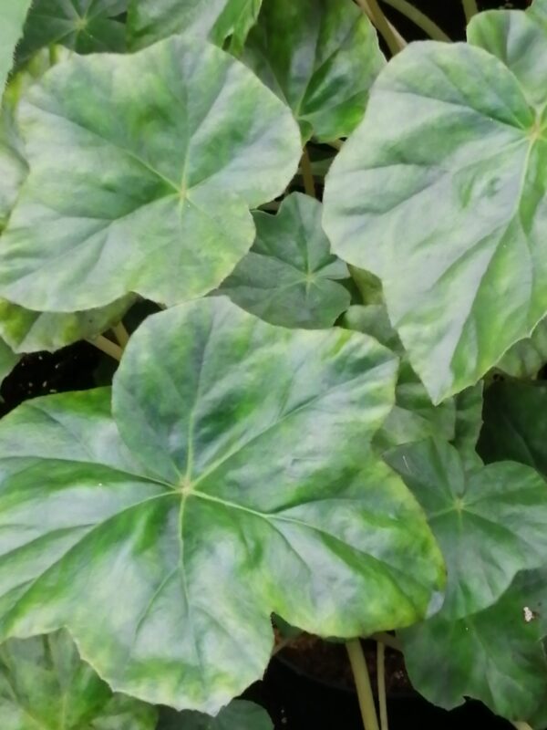 Begonia cryptophylla