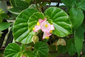 Begonia cucullata Willdenow