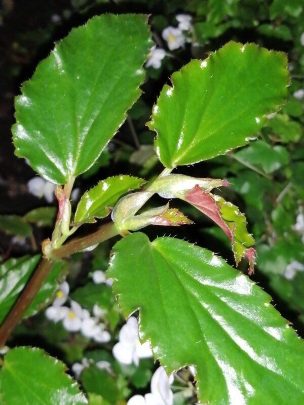 Begonia guaduensis, sin. B. serratifolia