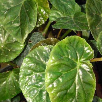 Begonia decandra