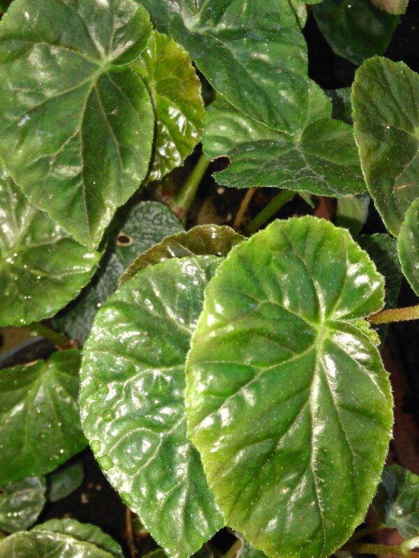 Begonia decandra