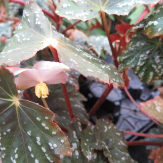 Begonia deliciosa
