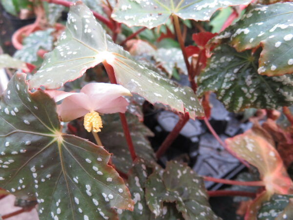 Begonia deliciosa