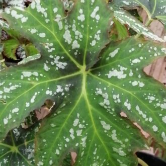 Begonia diadema Rodigas