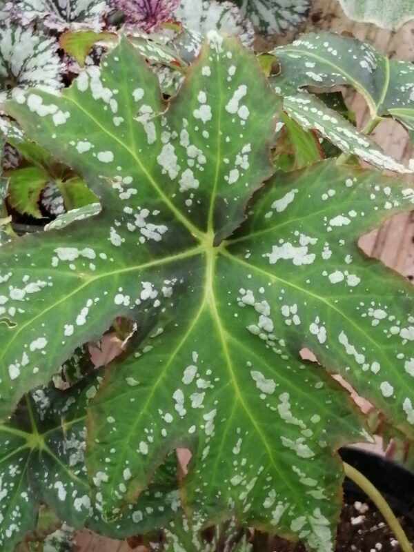 Begonia diadema Rodigas