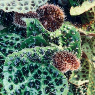 Begonia melanobullata