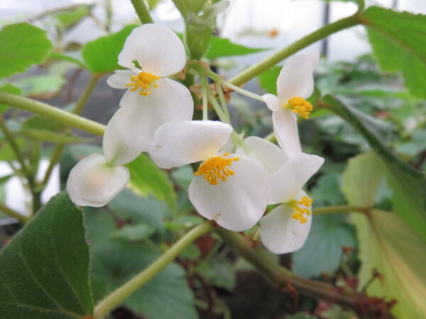Begonia dipetala Graham