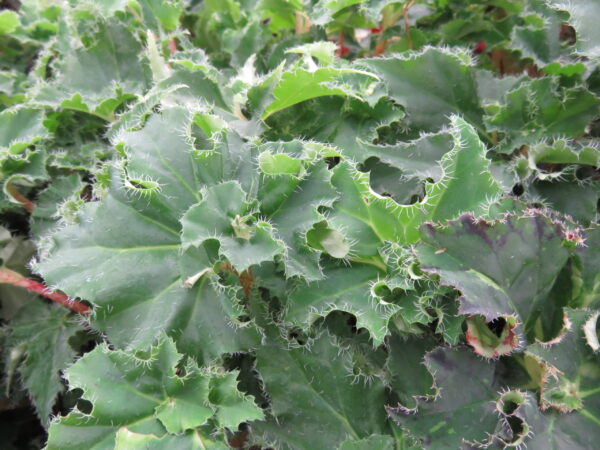 Begonia 'Dr Spelios'