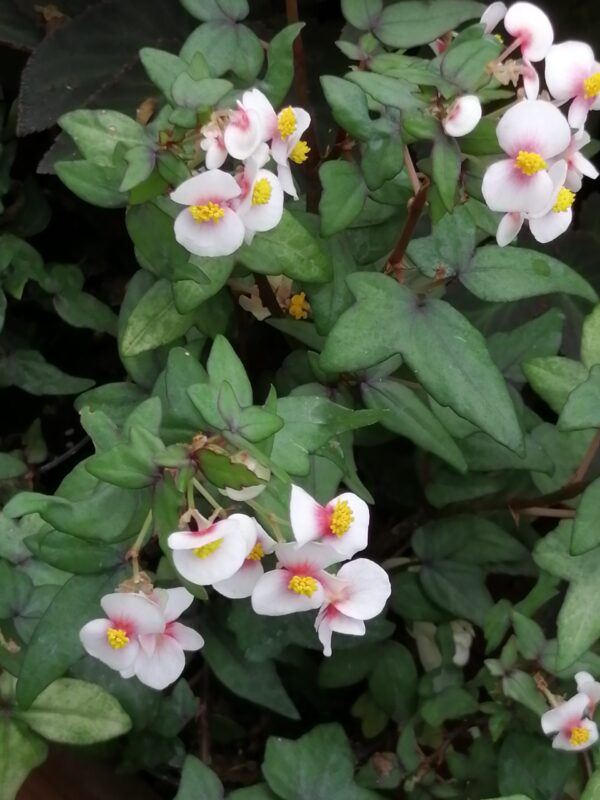 Begonia dregei Tripartita