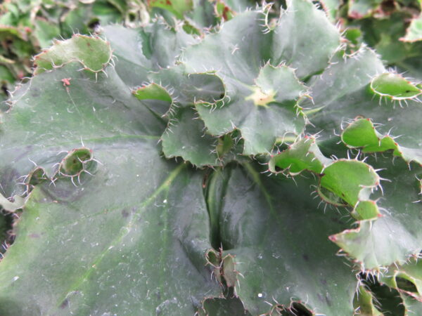 Begonia 'Eleonora Garlant'
