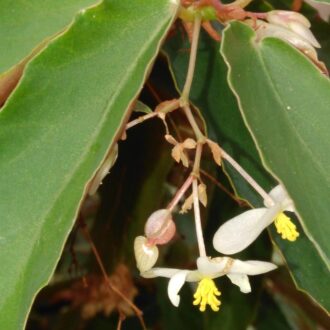 Begonia 'Elithe'