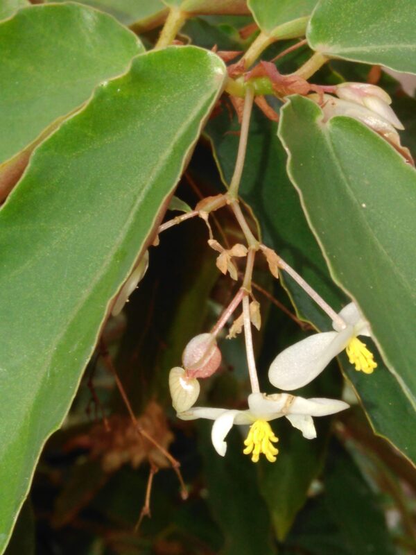 Begonia 'Elithe'