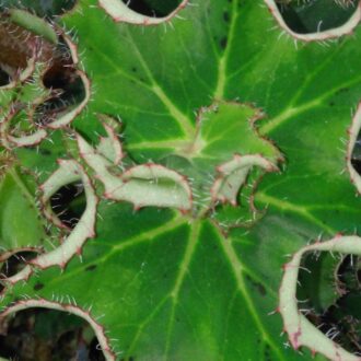 Begonia 'Sea Urchin'