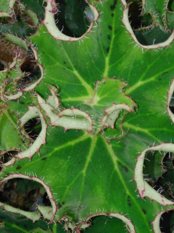Begonia 'Sea Urchin'