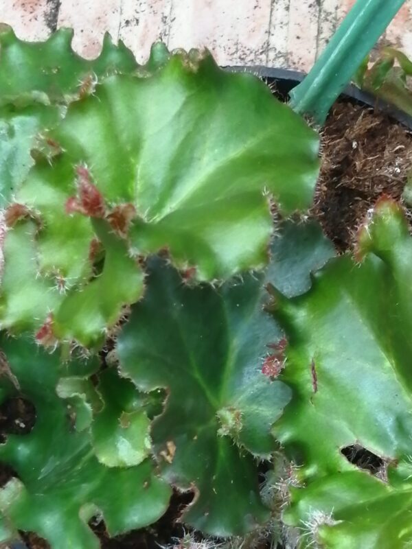 Begonia Erythrophylla Bunchii