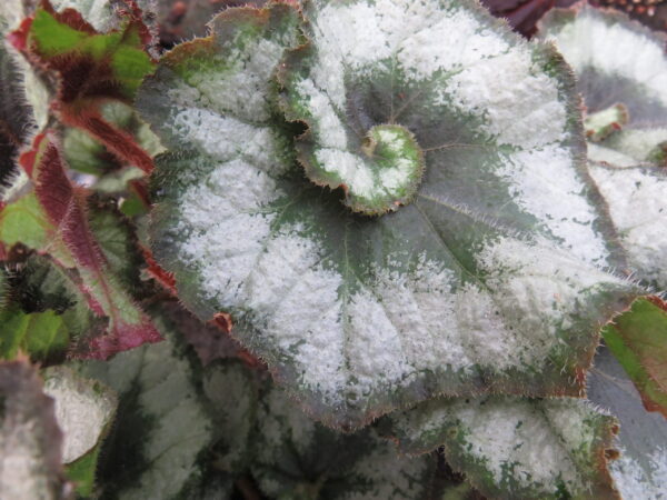 Begonia 'Escargot'
