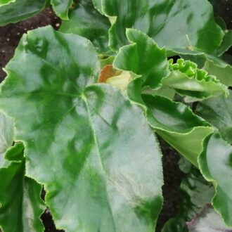 Begonia Eunice Gray