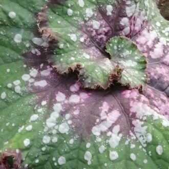 Begonia Casey Corbin