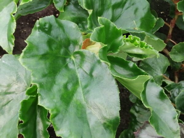 Begonia Eunice Gray