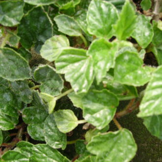 Begonia fagifolia