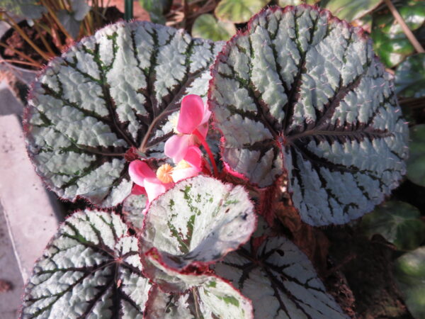 Begonia 'Fedor' , sin. Begonia 'Santos'
