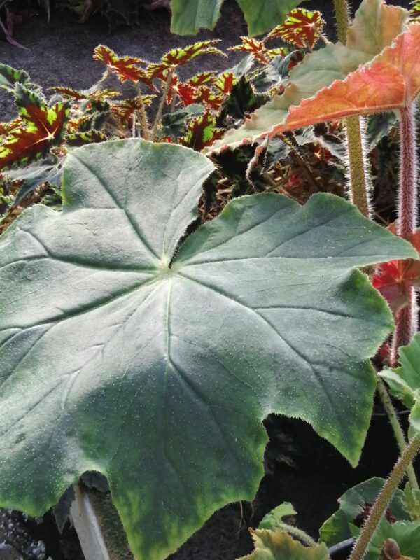 Begonia x ricinifolia 'Immense'