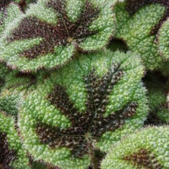 Begonia masoniana