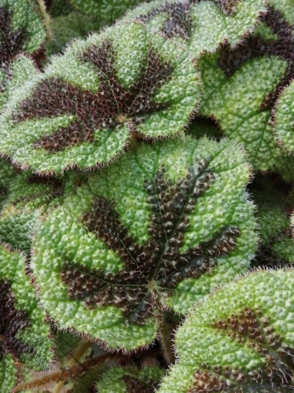 Begonia masoniana