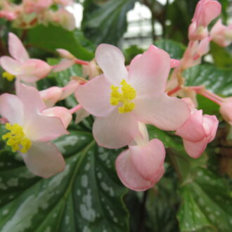 Begonia 'Folia Love'