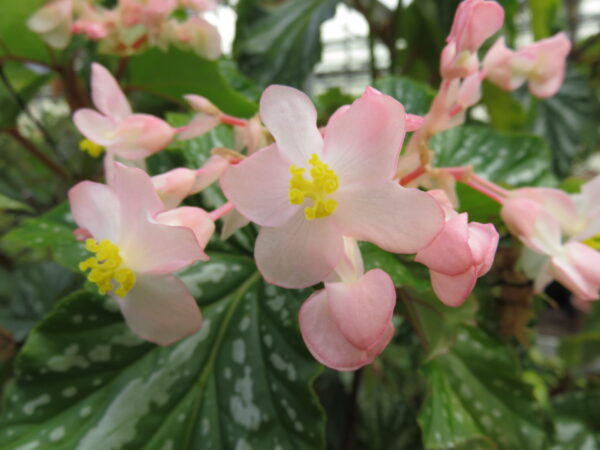 Begonia 'Folia Love'
